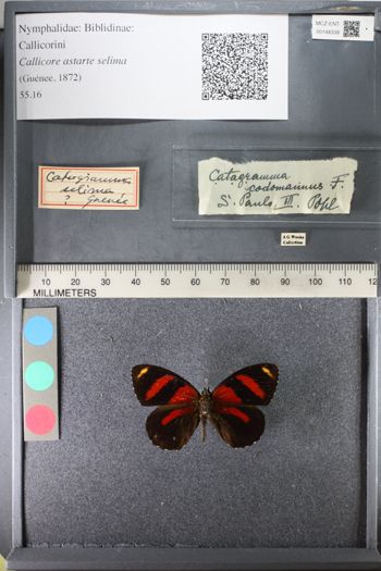 Media type: image;   Entomology 148339